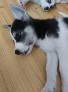 Kříženci ( canan - sib.husky )