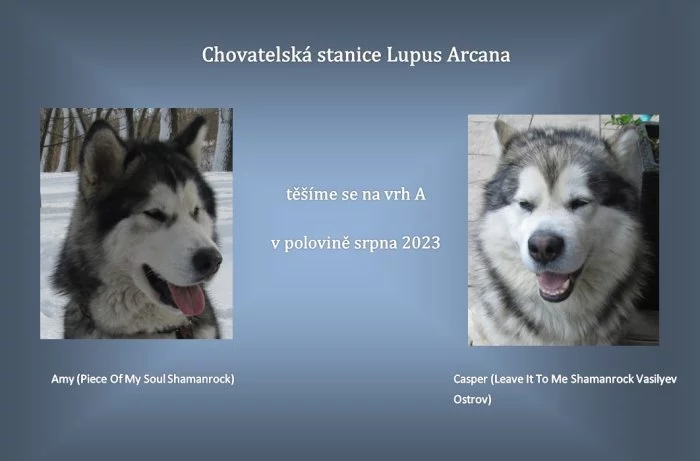 Štěňátka aljašského malamuta s PP