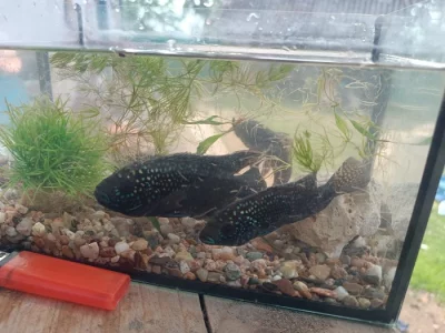 Daruji kančíky a vrubozubce