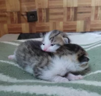 Daruji kocourka a kočičku