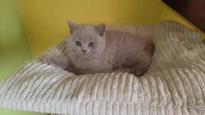 Britska lilová koťata