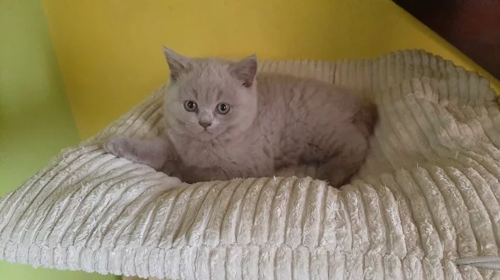 Britska lilová koťata