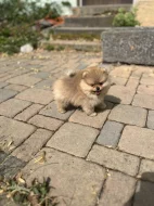 Pomeranian