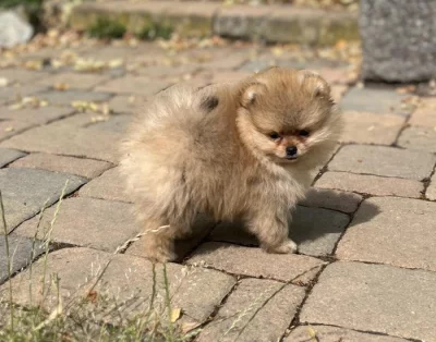 Pomeranian