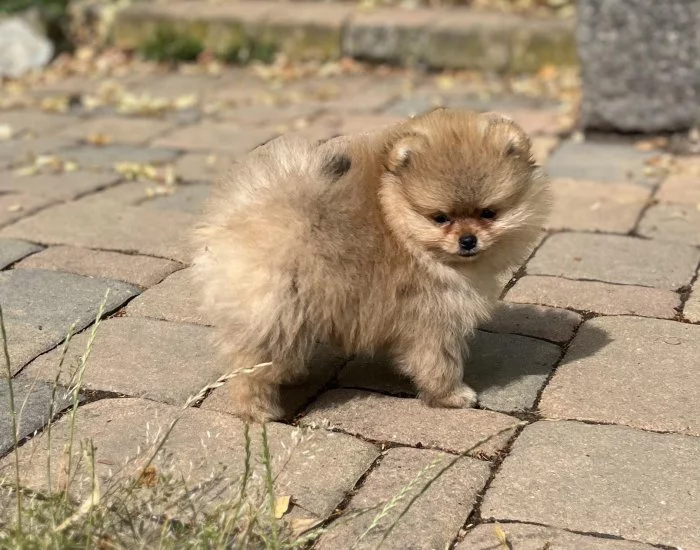 Pomeranian