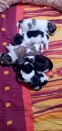 Prodám štěnata shih-tzu