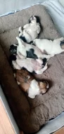 Prodám štěnata shih-tzu