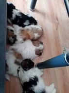 Prodám štěnata shih-tzu