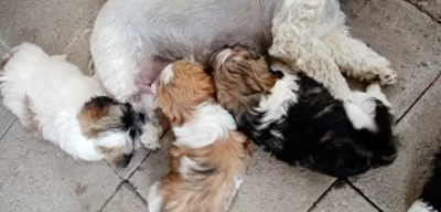 Prodám štěnata shih-tzu