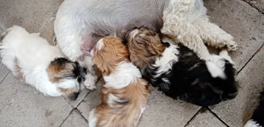 Prodám štěnata shih-tzu