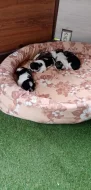 Prodám štěnata shih-tzu