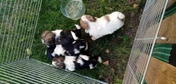 Prodám štěnata shih-tzu