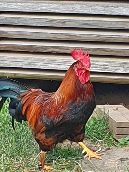 Prodám kohouta
