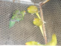 Kakarik