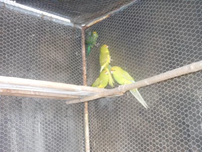 Kakarik