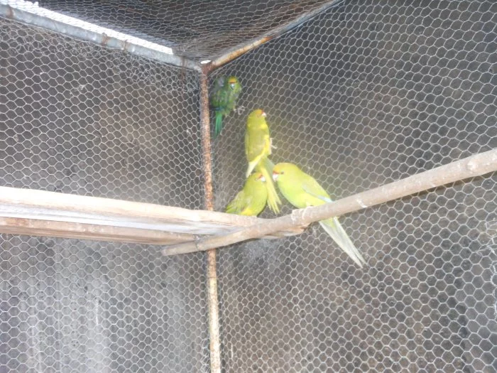 Kakarik