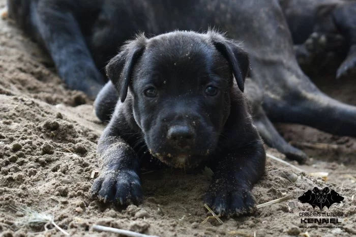 Uruguayský Cimarron s PP