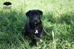 Uruguayský Cimarron s PP