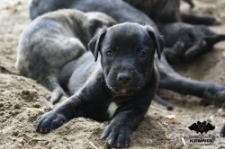 Uruguayský Cimarron s PP