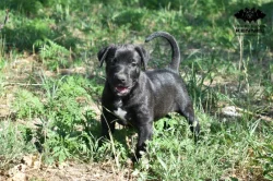 Uruguayský Cimarron s PP