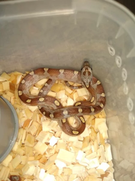 Prodám užovka červená -elaphe guttata mláďata