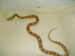 Prodám užovka červená -elaphe guttata mláďata