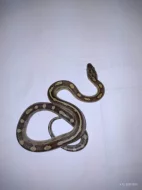 Prodám užovka červená -elaphe guttata mláďata