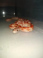 Prodám užovka červená -elaphe guttata mláďata