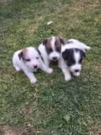 Štěňata Jack russel teriér hrubosrstý