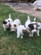 Štěňata Jack russel teriér hrubosrstý
