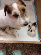 Štěňata Jack russel teriér hrubosrstý