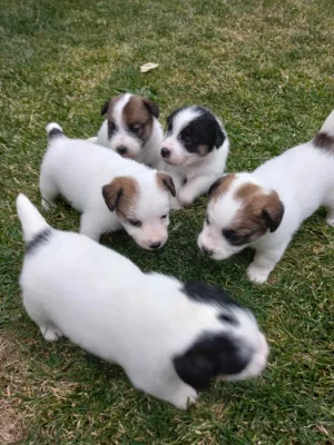 Štěňata Jack russel teriér hrubosrstý