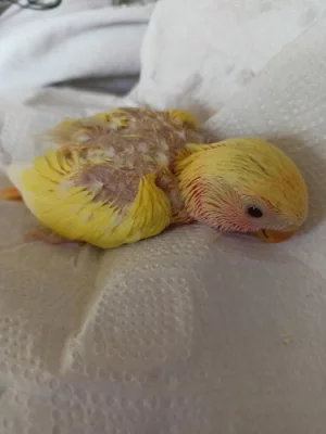 Agapornis růžohrdlý