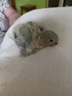 Agapornis růžohrdlý