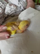 Agapornis růžohrdlý