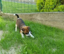 Foxteriér hladkosrstý pejsci