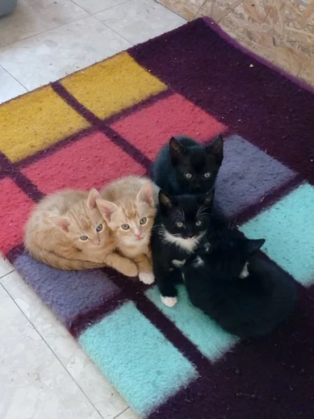 DARUJI KOCOURKA ZRZEČKA