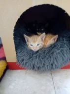 DARUJI KOCOURKA ZRZEČKA