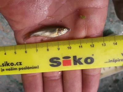 Prodám rychlený plůdek amura