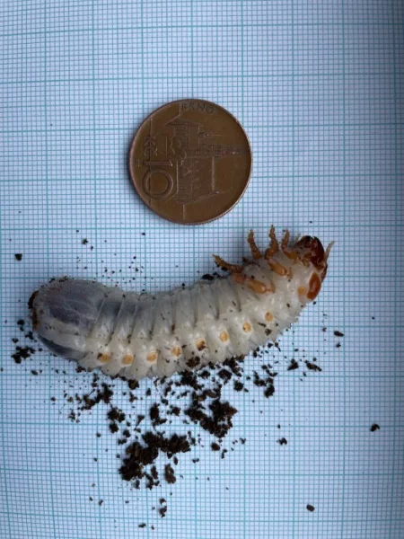 Larvy MTU L2 (Mecynorrhina torquata ugandensis)
