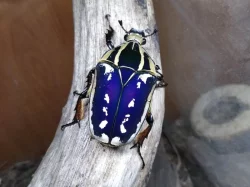 Larvy MTU L2 (Mecynorrhina torquata ugandensis)