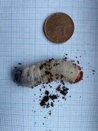 Larvy MTU L2 (Mecynorrhina torquata ugandensis)
