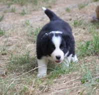 Border collie s PP