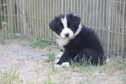 Border collie s PP