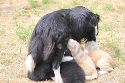 Border collie s PP