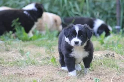 Border collie s PP
