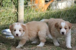 Border collie s PP