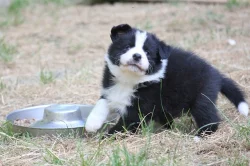 Border collie s PP