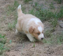 Border collie s PP