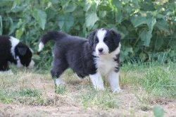 Border collie s PP